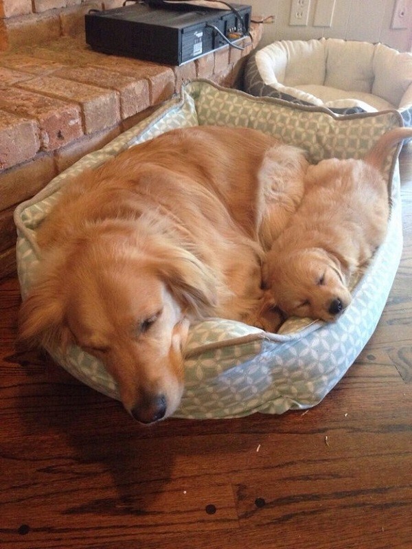 25 Reasons Why Golden Retrievers Are Actually The Worst Dogs To Live With