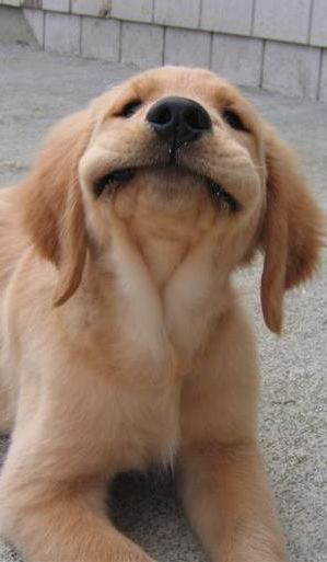 smiling golden retriever puppy