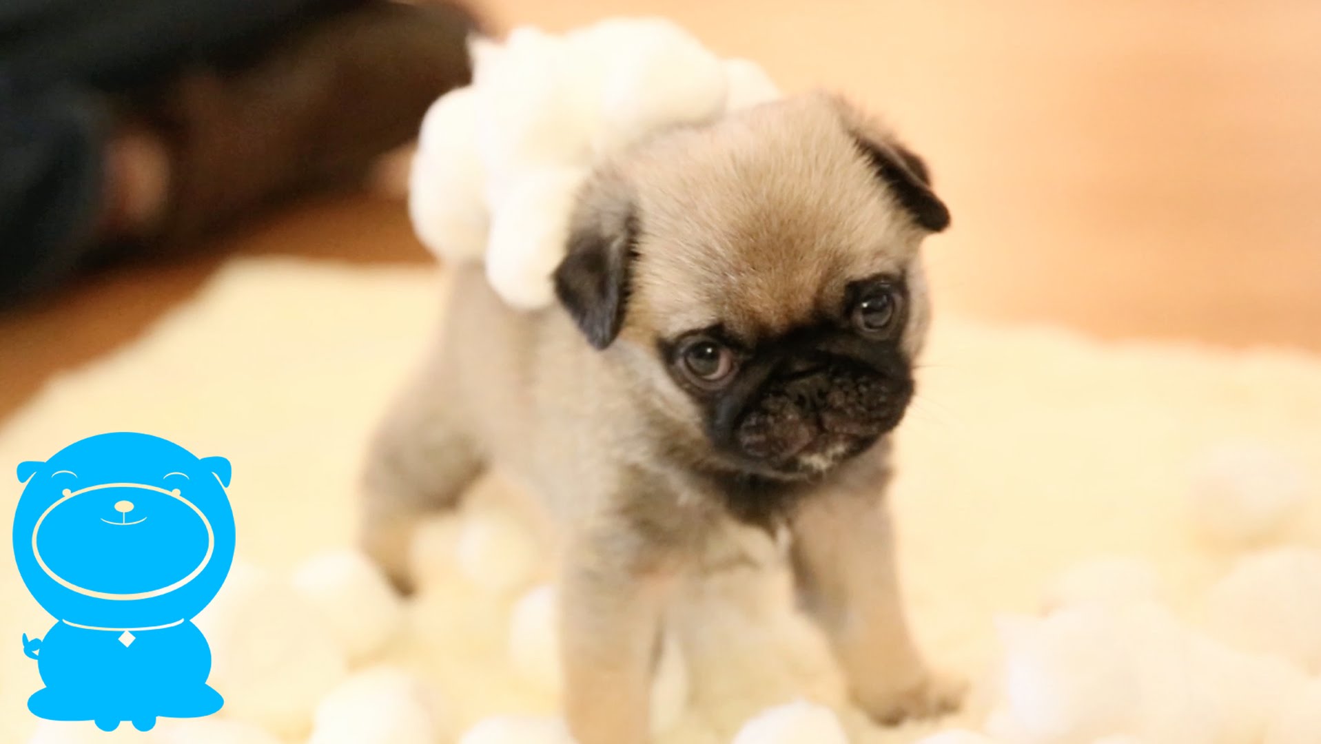This Adorable Pug Puppy’s New Favorite Activity Will Melt Your Heart!
