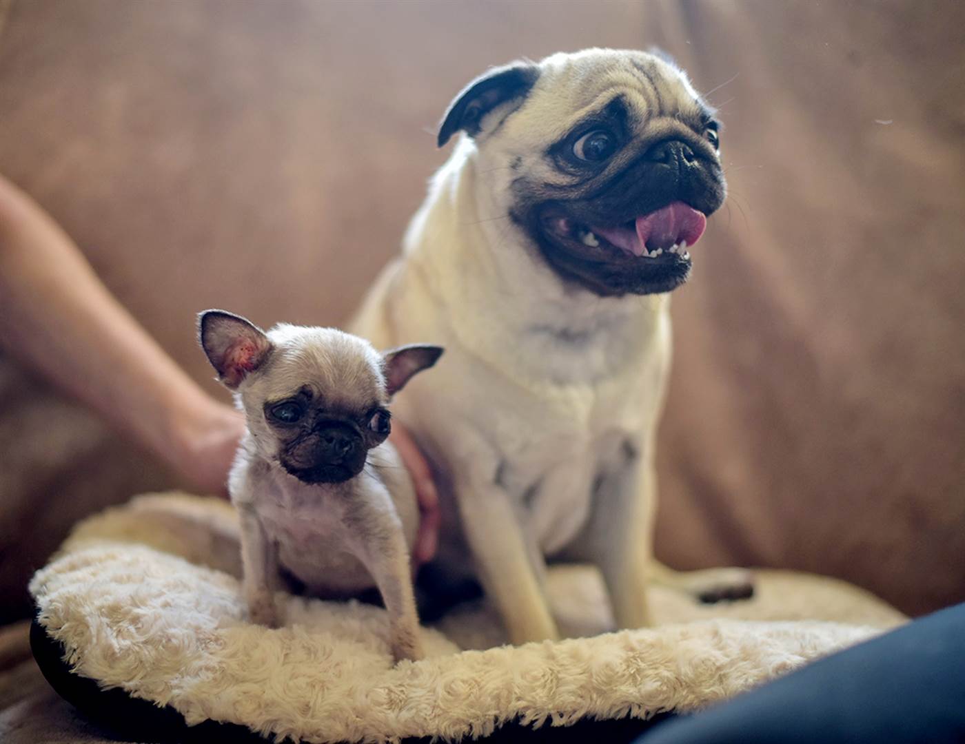 Pip, a 4 month old Pug puppy