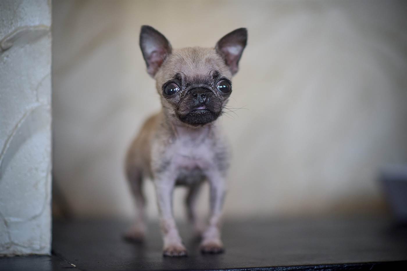 Pip, a 4 month old Pug puppy