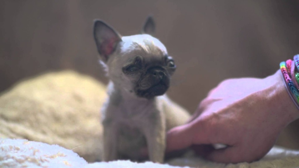 World’s Smallest Pug?! Check Out How TINY She Is…