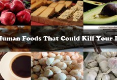 12 Human Foods That Could Kill Your Dog