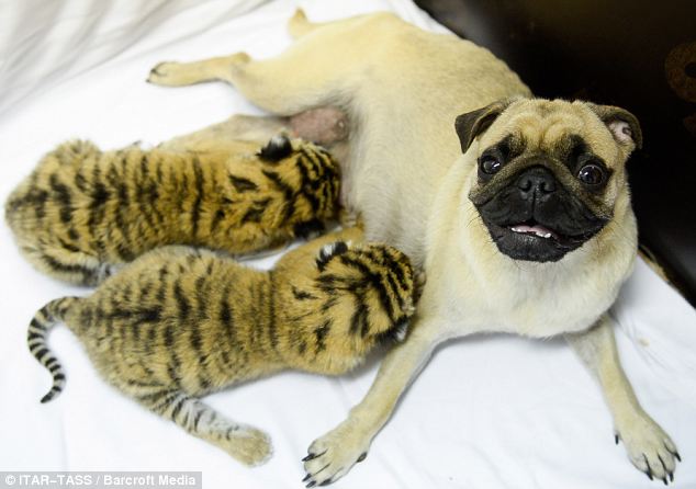 Maternal instinct: Two abandoned tiger cubs are nursed by a pug at the Oktyabrsky Health Resort in Sochi, Russia