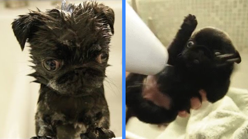 pug puppies taking baths