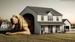 dog house funny