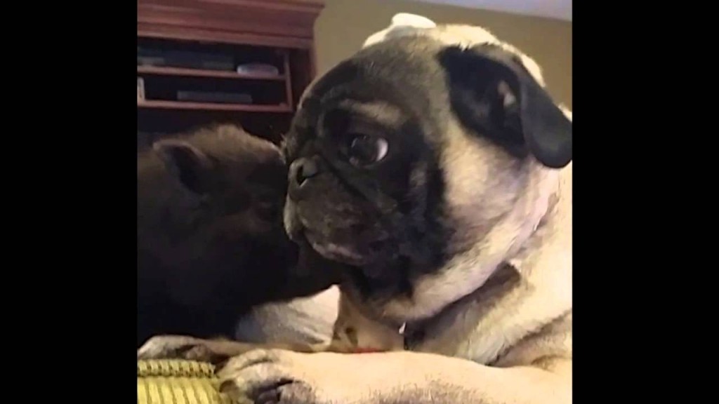 Pug Meets Mini Pig. How They Reacted When They First Saw Each Other Is