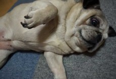 how to cut a pugs nails this sad diary will make you cry from laughter how to cut a pugs nails this sad diary will make you cry from laughter