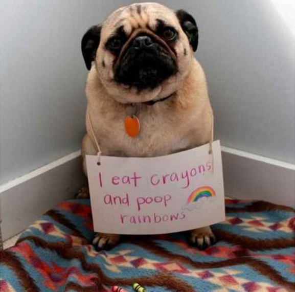 pug shaming poop rainbows