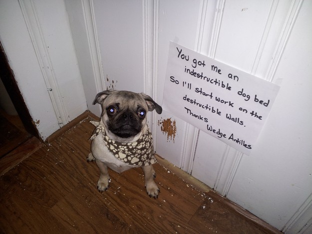 You didn&#39;t tell him he couldn&#39;t destroy things, you just specified his bed.