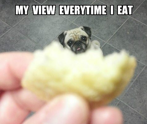 pug food stalker