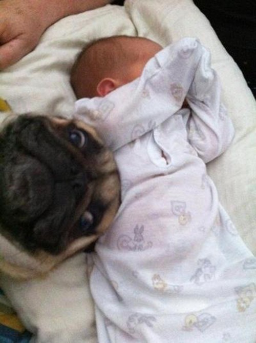 pug-photobombs-sleeping-baby1