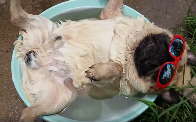 pug sunbathing with sunglasses