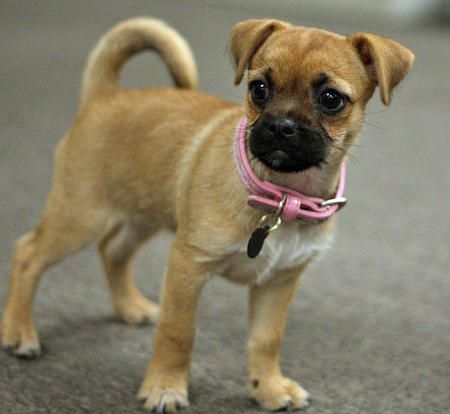 Chug Chihuahua Pug mix