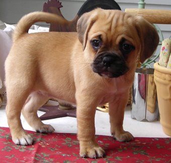 French bulldog mix pug