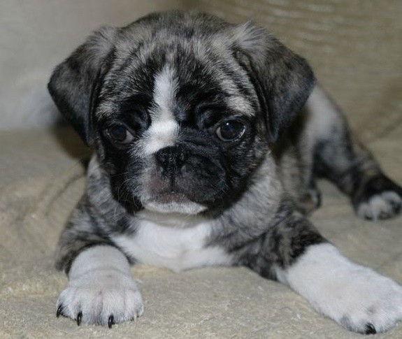 Pug and Boston Terrier mix