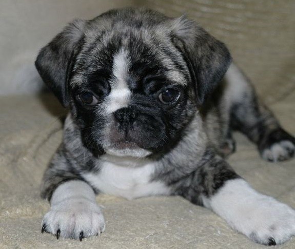 pugs mixed with other breeds