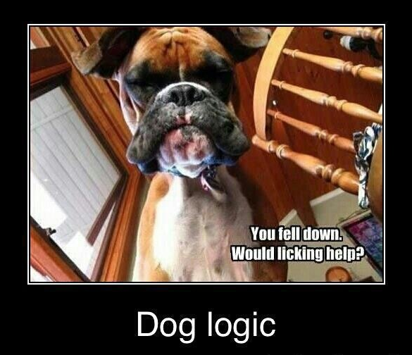 boxer dog logic