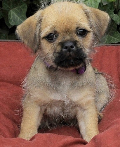 Yorkshire Terrier Pug cross