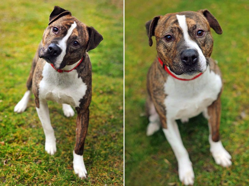 brindle staffy cross german shepherd