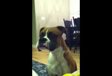 Boxer Talks To Mom, Gets Annoyed That She Doesn’t Get What He’s Saying! Too Cute!