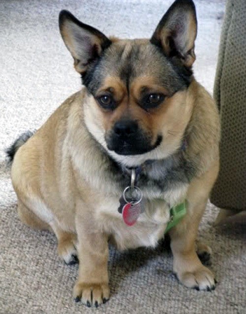 corgi pug mix