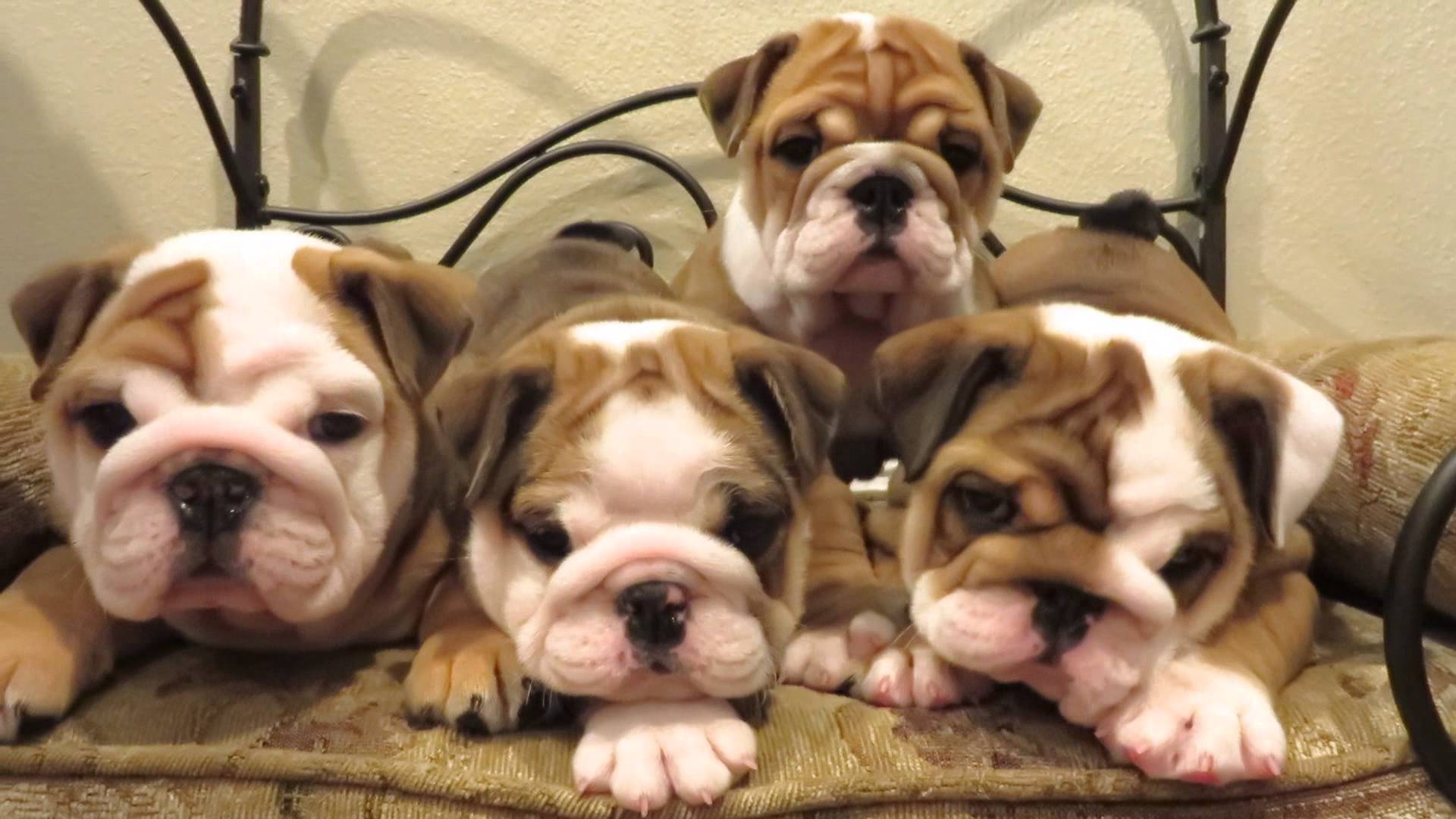Cutest English Bulldog Puppies Ever They Will Melt Your Heart