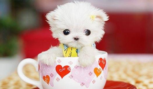 Can't go wrong with a tiny dog in a tiny cup.