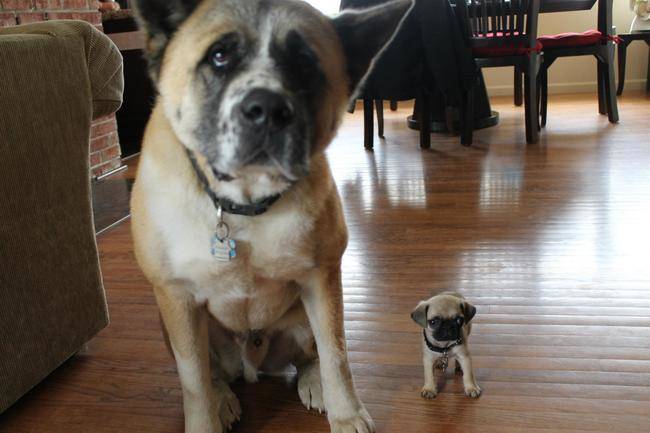 Honey, I shrunk the dog!