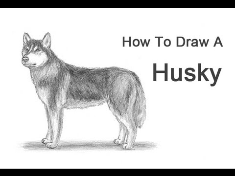 husky draw dog step dogs easy siberian pawbuzz doodle wanted ever