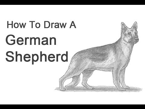 How to Draw a German Shepherd!