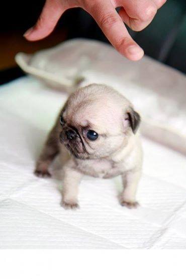 tiniest pug in the world