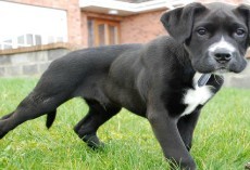 15 UNREAL Boxer Dog Cross Breeds You’ve Got To See To Believe