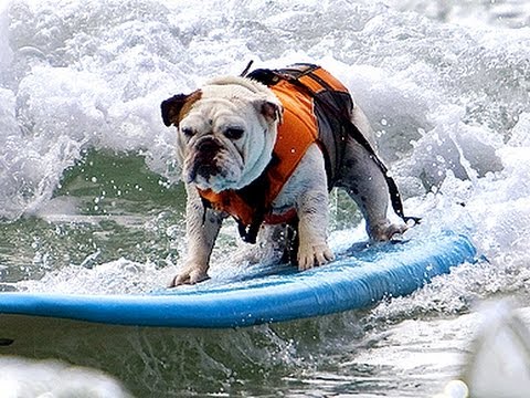 Tillman the Surfing Bulldog Rides the Wave Like a Boss! He’s AWESOME!