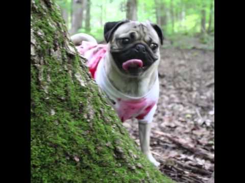 (Video) The Walking Dead – Pug Edition. I Bet You’ve Never Seen A Horrifying Zombie This CUTE!!