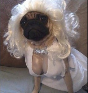02-costumes-that-prove-pugs