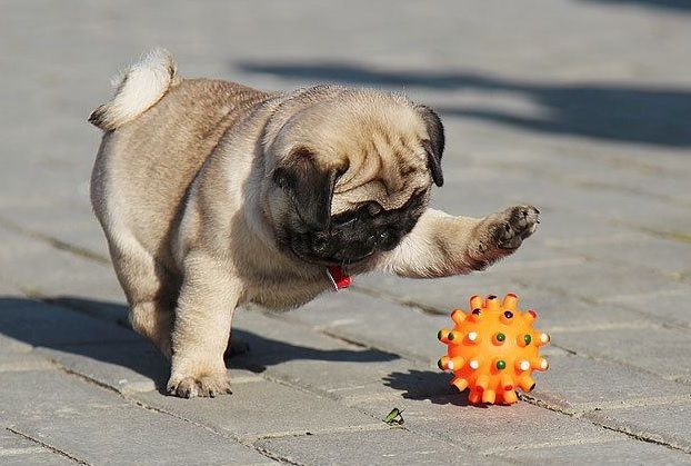 Pug-playing-with-ball.jpg