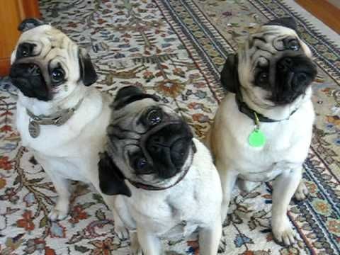 Pugs are listening funny