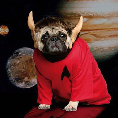 how does pugs live 10 more awesome costumes for pugs how does pugs live 10 more awesome costumes for pugs