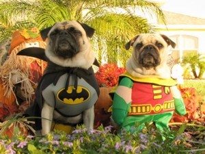 batmanandrobinpugs