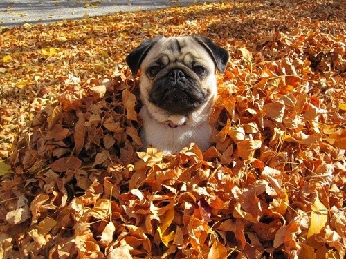 funny dog playing leaves