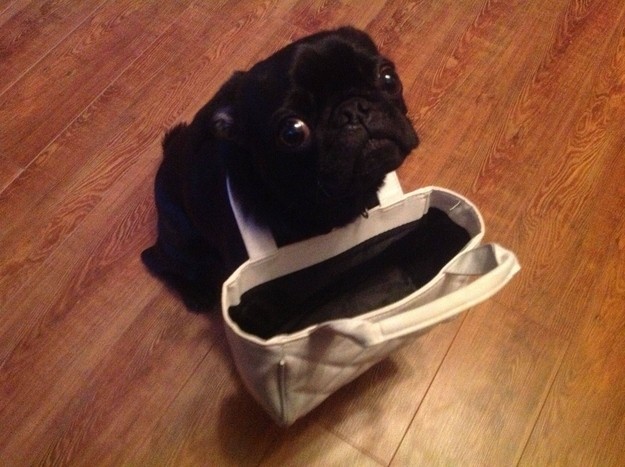 funny pug cute bag
