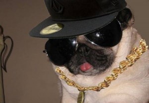 halloween-pug-gangsta