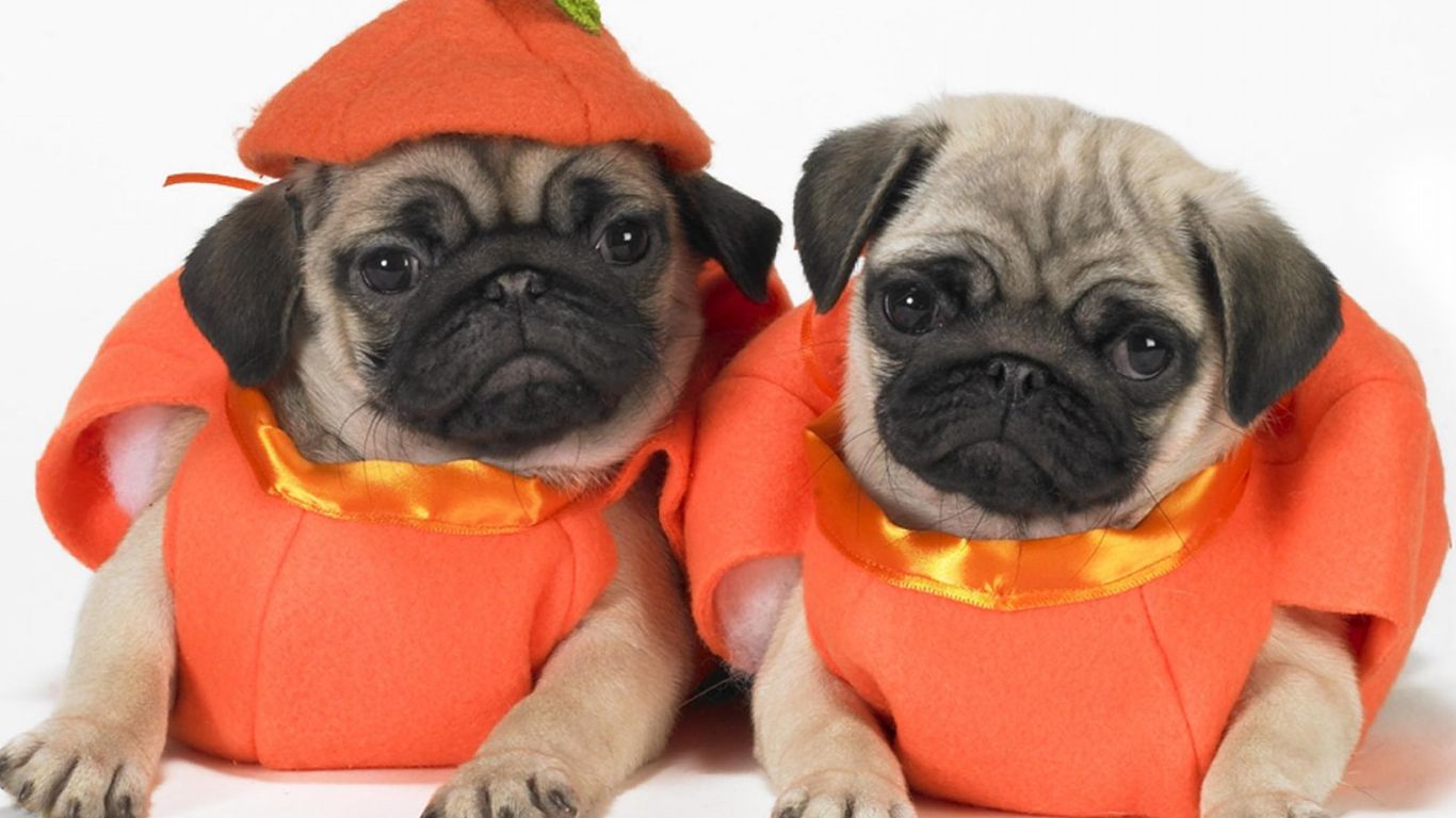 10 Awesome Halloween Costumes For Pugs