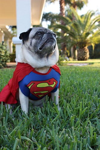 getting a second pug 10 more awesome costumes for pugs getting a second pug 10 more awesome costumes for pugs