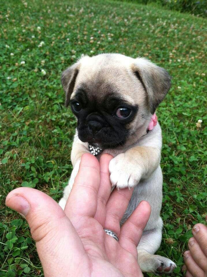 pug cute puppy eyes