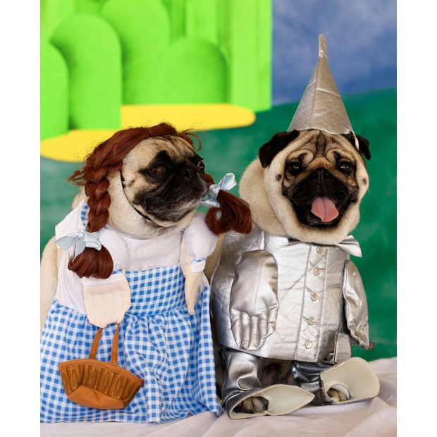 pug wizard 10 awesome costumes for pugs pug wizard 10 awesome costumes for pugs