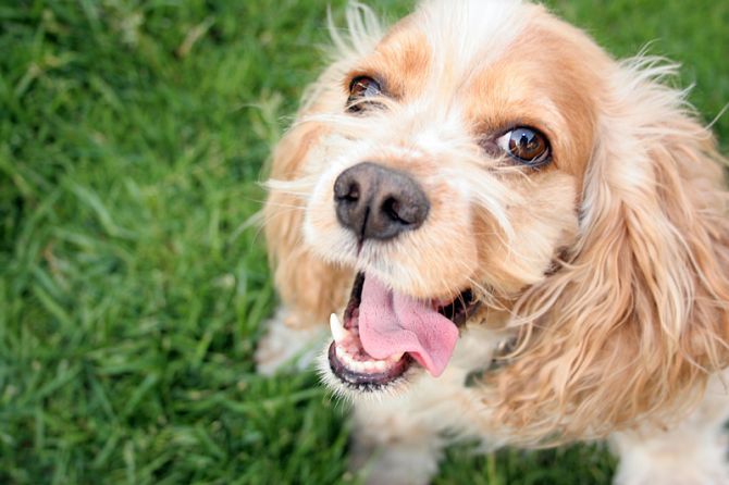 Cocker Spaniel funny photo