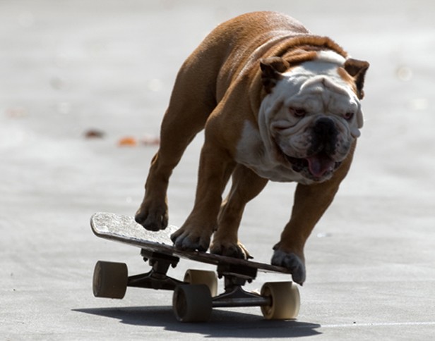 Tillman the Skateboarding Bulldog Is The COOLEST Dog EVER!!