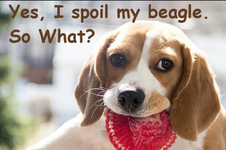 beagle 11